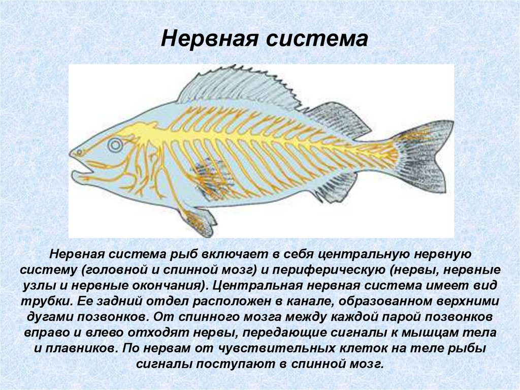 Нервная система рыб кратко. Нервная система костных рыб схема. Нервная система рыб 7 класс. Трубчатая нервная система у рыб. Рисунок нервная система костной рыбы.