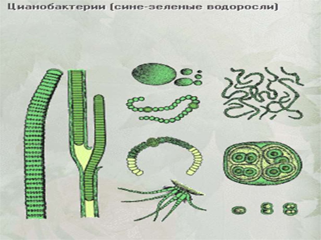 К эукариотам относятся сине зеленые водоросли