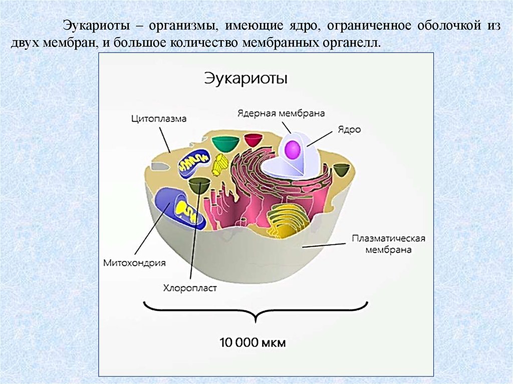 Строение эукариотов кратко