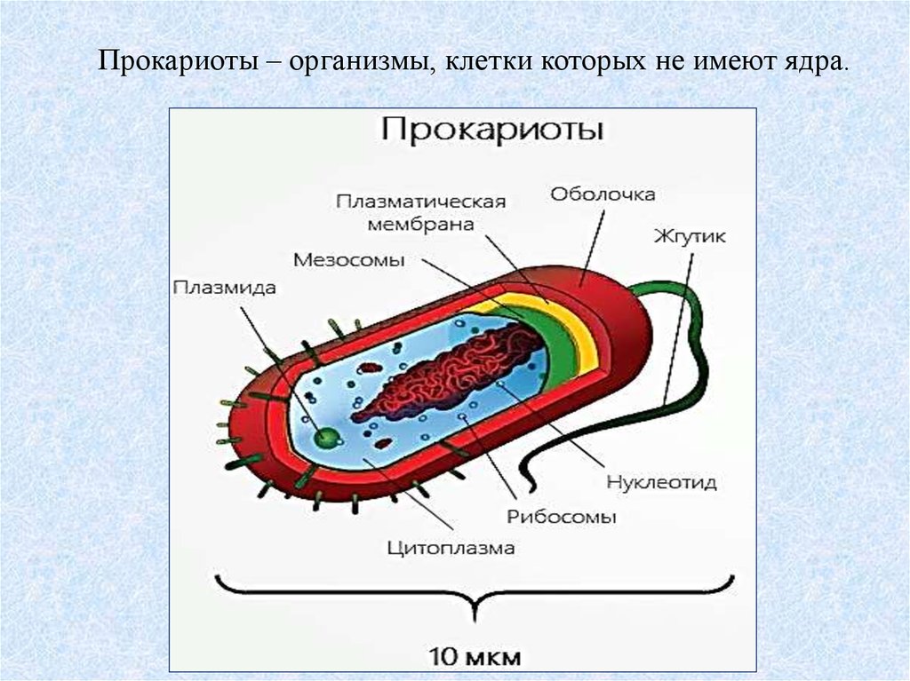 Презентация на тему ядро прокариоты и эукариоты