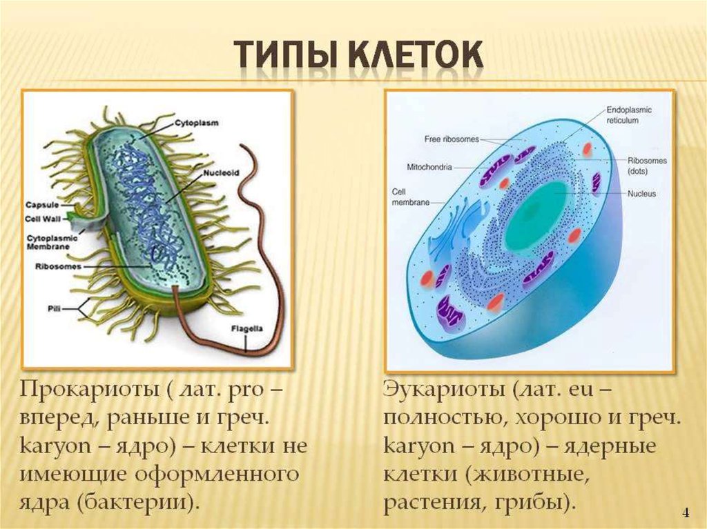 Прокариоты группы организмов. Типы клеток строение. Строение клетки прокариот и эукариот. Строение клетки типы клеток. Типы животных клеток.