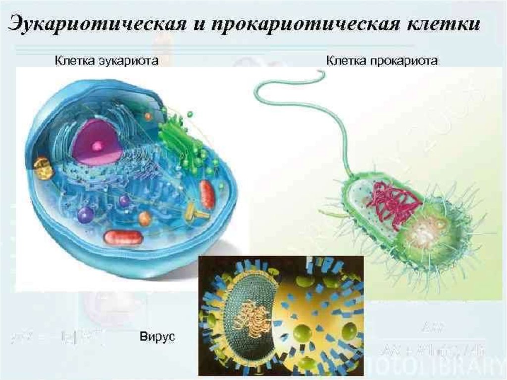 Эукариотический организм прокариотический организм. Прокариотическая клетка и эукариотическая клетка. Эукариоты вирусы клетка. Клетки прокариот и эукариот. Прокариотические и эукариотические клетки.