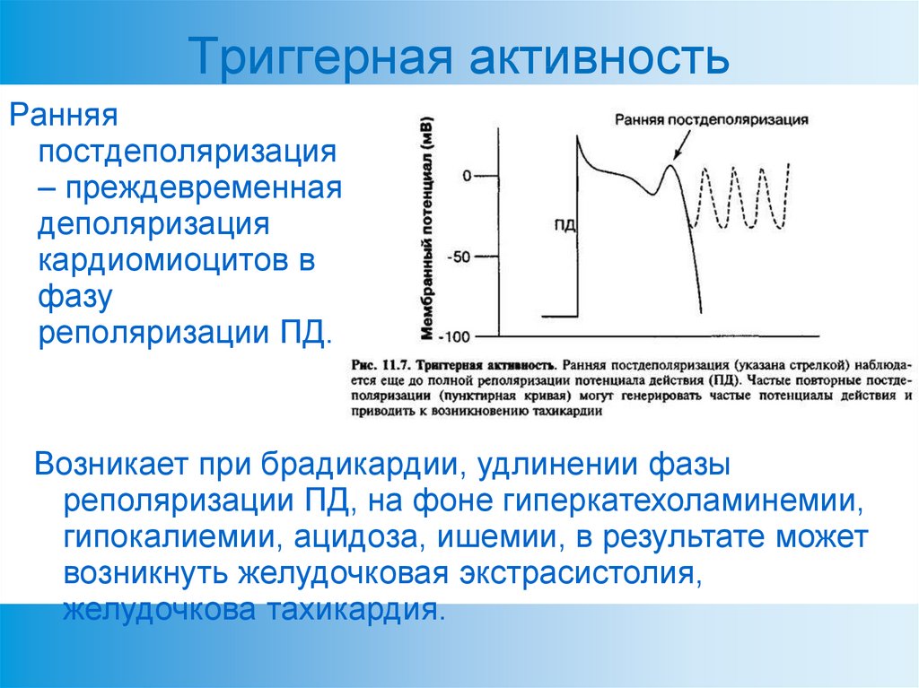 Механизмы активности. Триггерная активность ранняя следовая деполяризация. Механизм триггерной активности. Триггерная активность миокарда. Триггерная активность при аритмиях.