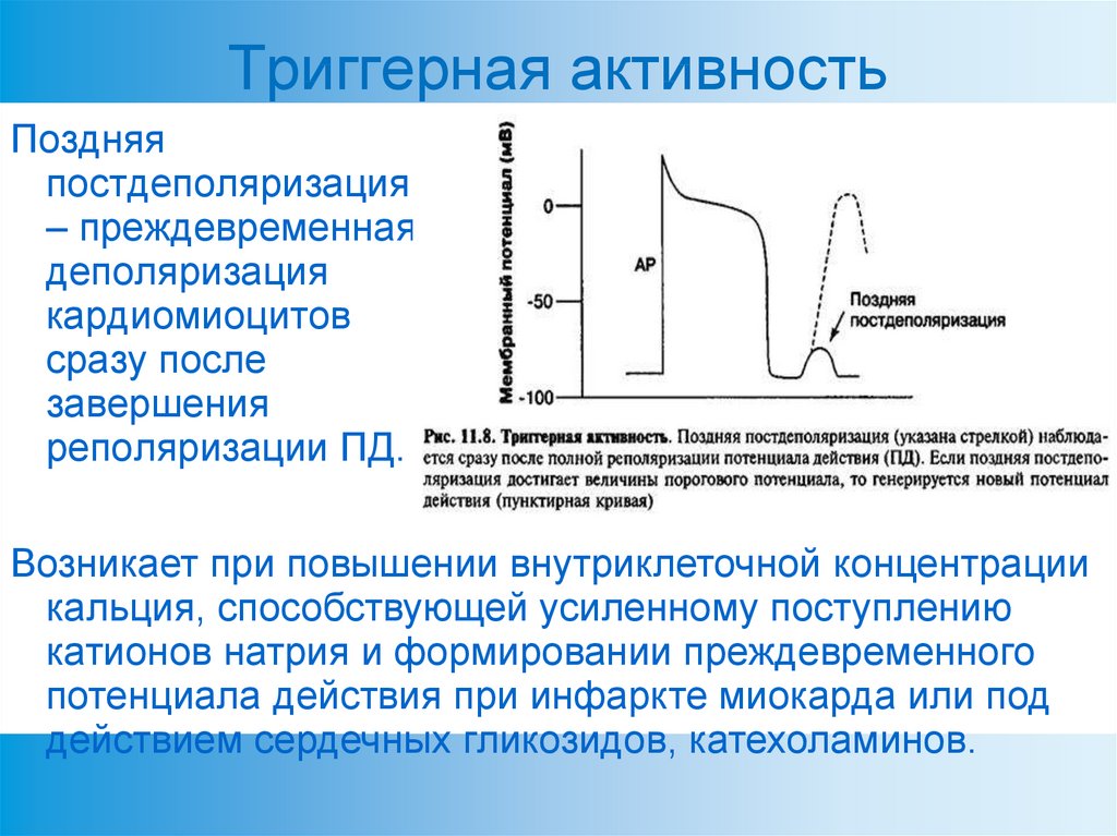 Физические основы электрокардиографии презентация