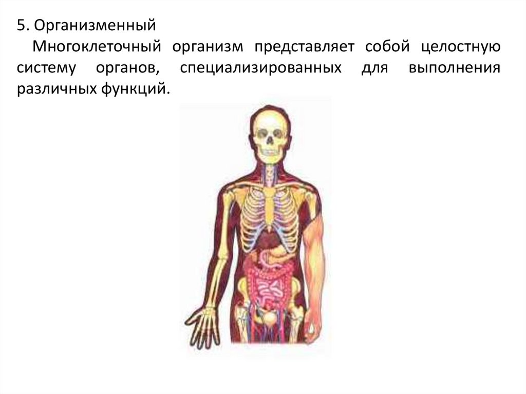 Искусственная система созданная человеком