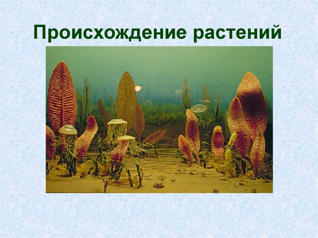 Растительное происхождение биологическая. Возникновение растений. Возникновение растений на земле. Эволюция. Растения.