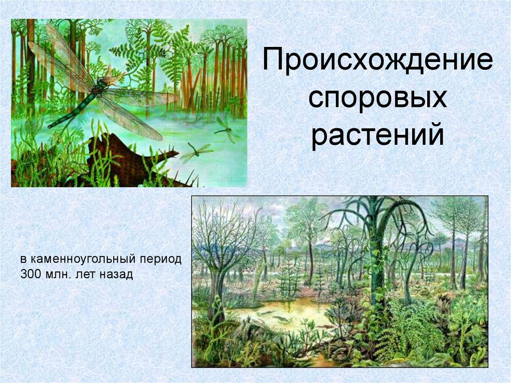 В каком периоде появляются растения. Каменноугольный период растения. Каменноугольный период растительный мир. Происхождение растений.