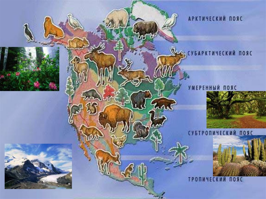 Животный мир материка северная америка. Северная Америка животные и растения. Животные Северной Америки на карте. Обитатели Южной Америки для детей. Северная Америка для детей.