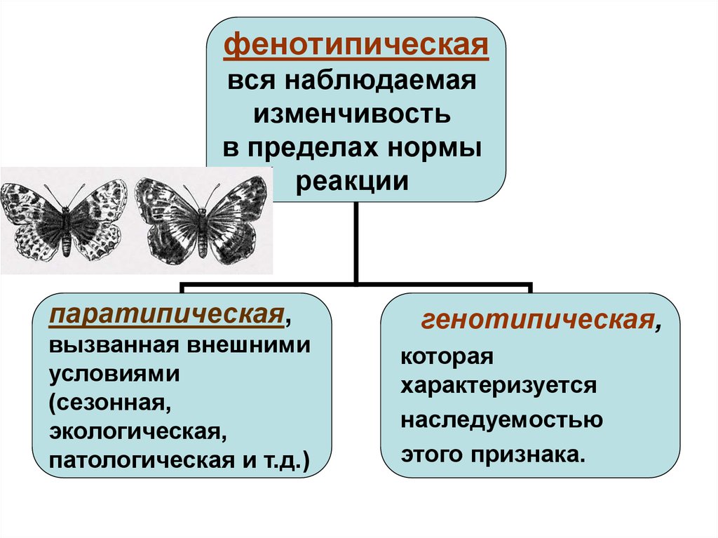 Дивергенция микроэволюция