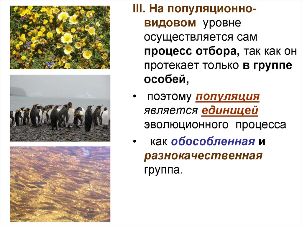 Уровень организации популяций. Процессы популяционно видового уровня. Популяционно-видовой уровень схема. Популяционно-видовой уровень группа особей. Популяционно видовой уровень растения.