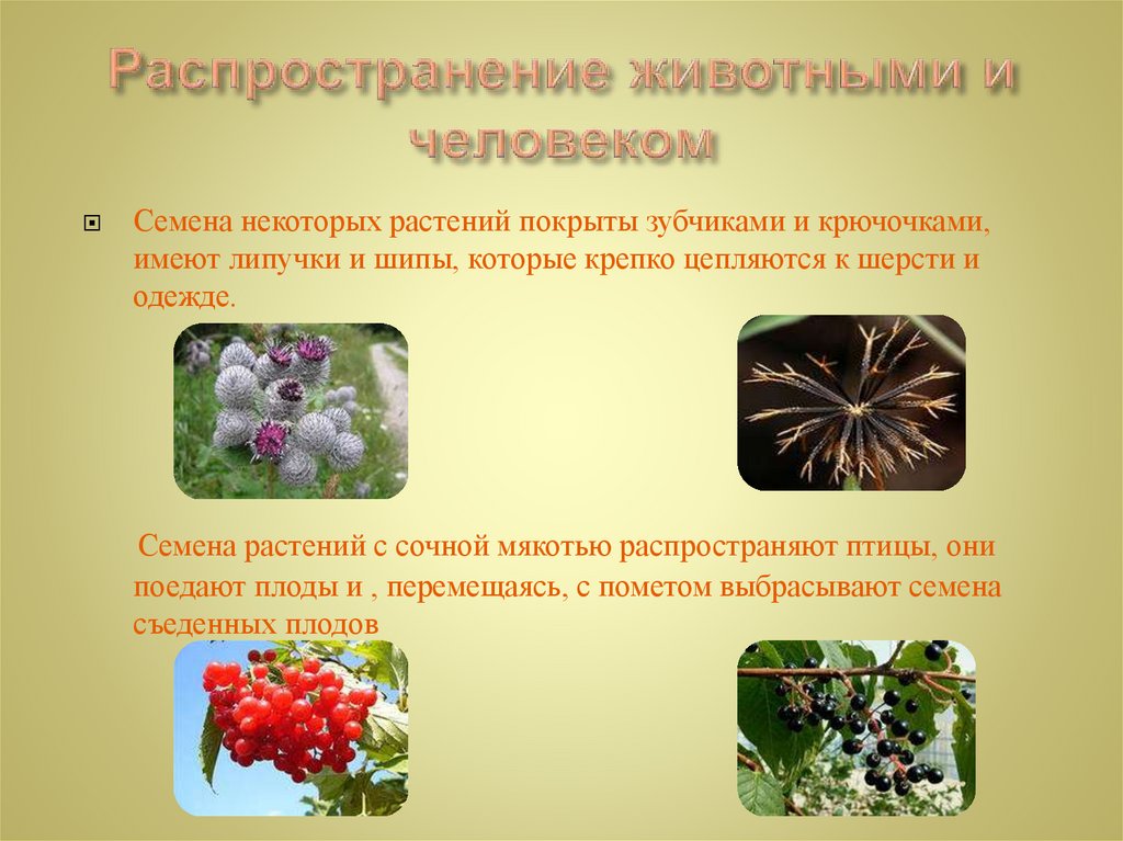 Семенные примеры растений. Распространение плодов животными. Распространение животными семена растений.