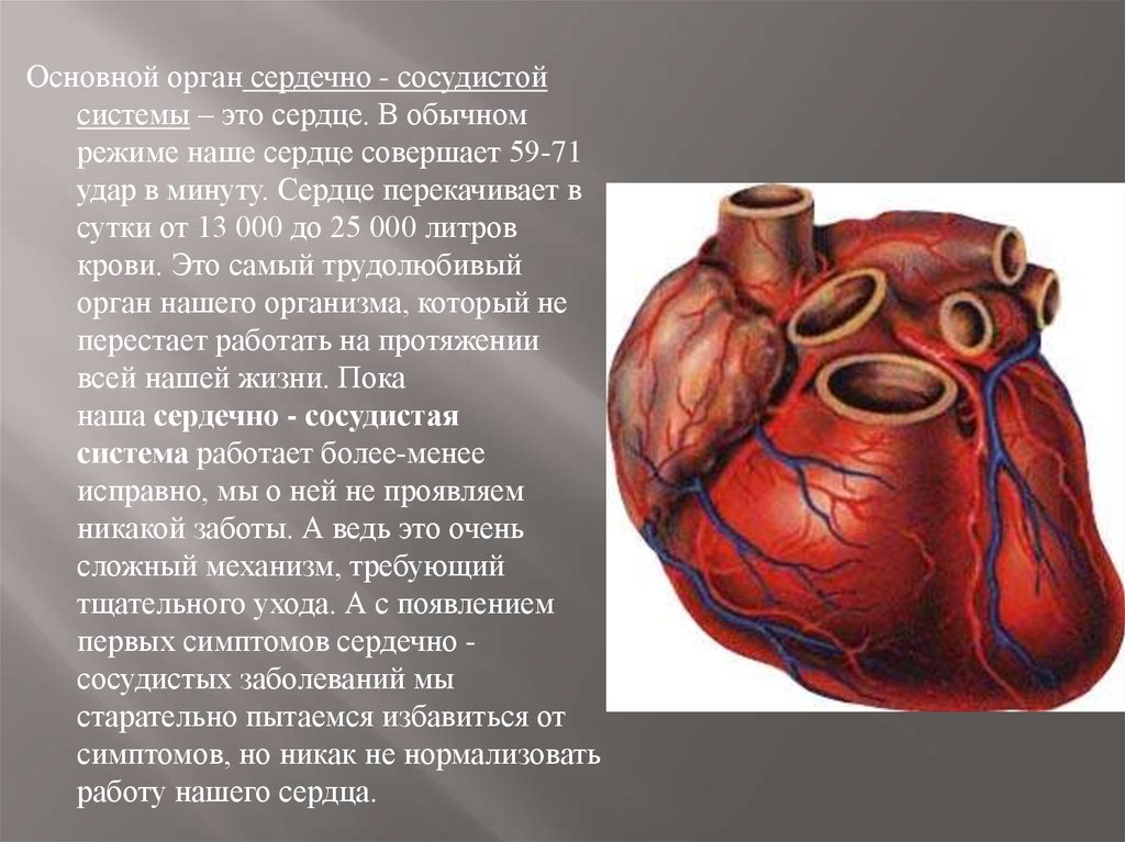 Презентация сердечно сосудистая система на английском