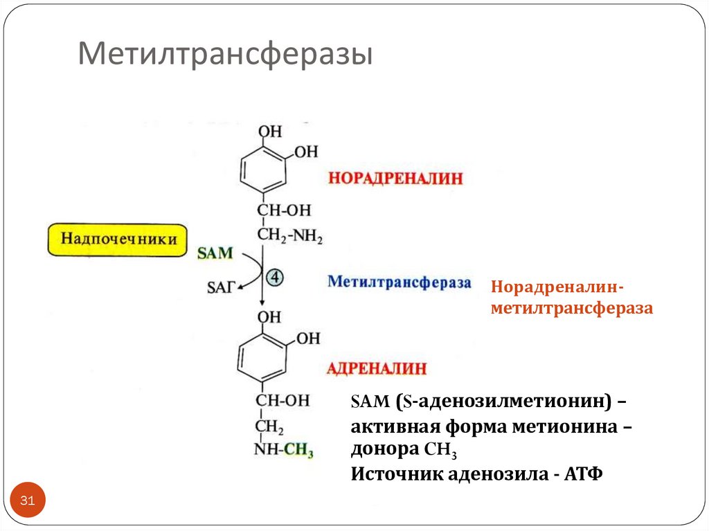 Адреналин форма. Пример реакции с метилтрансферазой. Метионин-s-метилтрансферазы. Метилтрансфераза строение. Кофермент метилтрансферазы.
