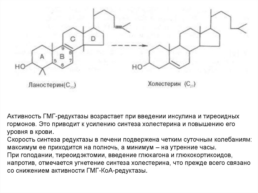 Схема синтеза холестерина