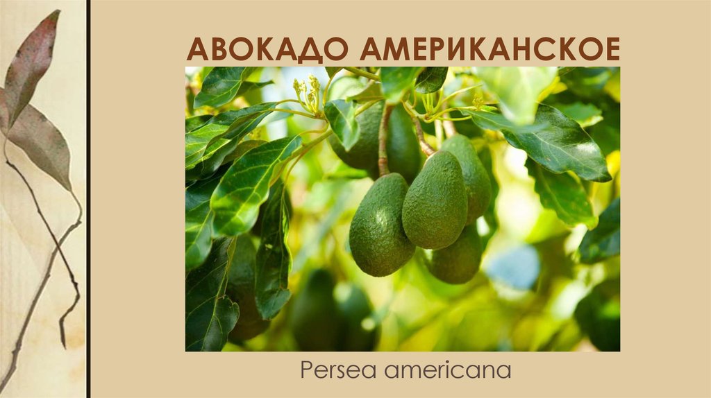 Авокадо род. Авокадо презентация. Persea Americana цветки. Авокадо американское. Авокадо американское Persea Americana Mill..