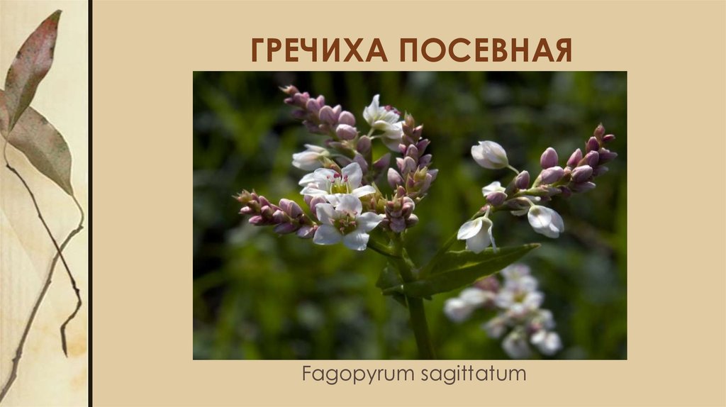 Гречиха какая. Гречиха посевная (Fagopyrum esculentum). Гречиха ареал. Гречиха презентация. Гречиха посевная kotor.