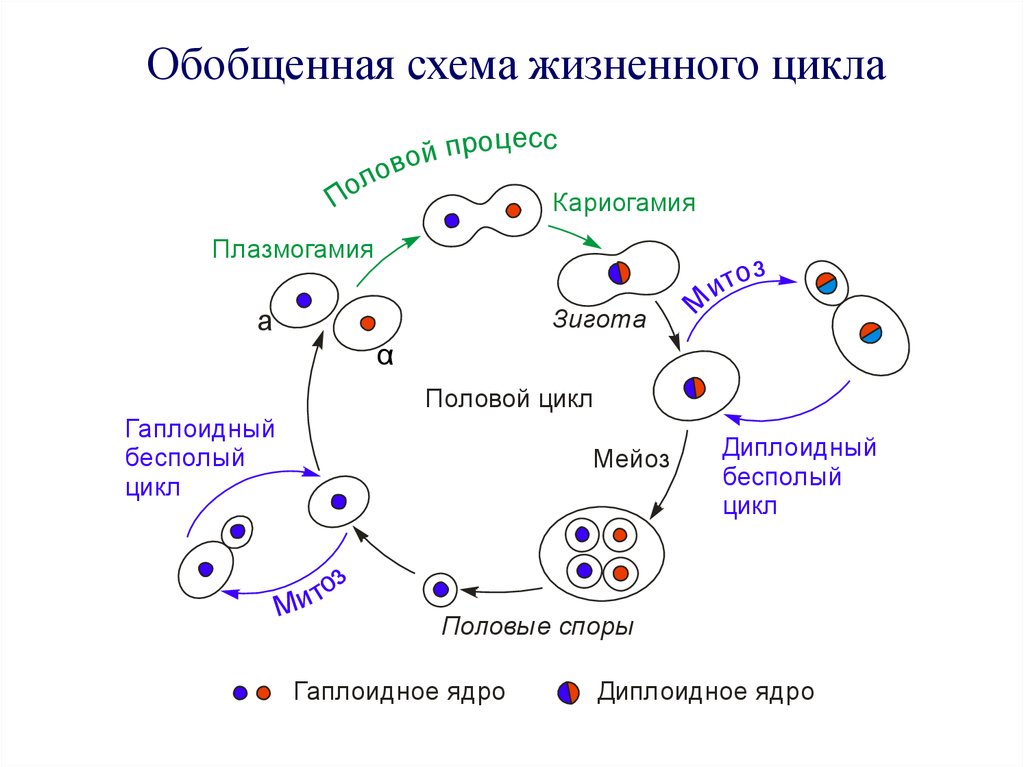 Гаплоидные и диплоидные клетки. Дрожжи грибы жизненный цикл. Цикл развития дрожжей. Циклы развития дрожжей схема. Жизненный цикл дрожжевых грибов.