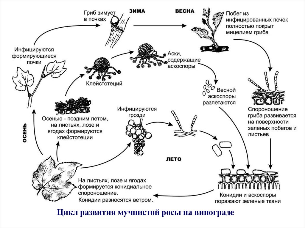 Схема развития заболевания. Жизненный цикл сферотеки крыжовника. Жизненный цикл мучнистой росы пшеницы. Мучнистая роса жизненный цикл. Мучнистая роса крыжовника жизненный цикл.