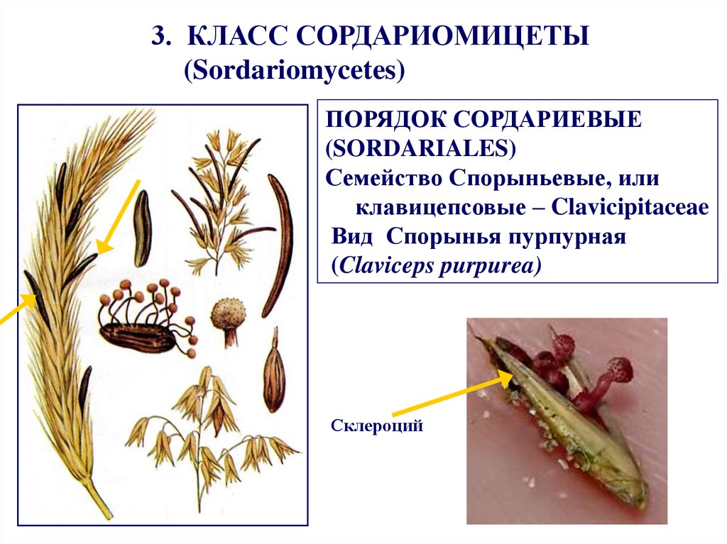 Спорынья и христианство книга