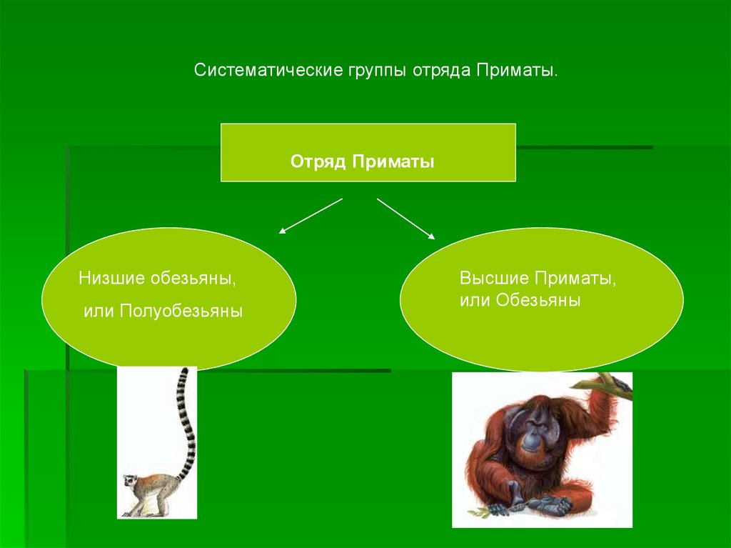 К отряду приматов принадлежат. Приматы презентация. Систематика приматов. Отряд приматы презентация. Высшие приматы презентация.