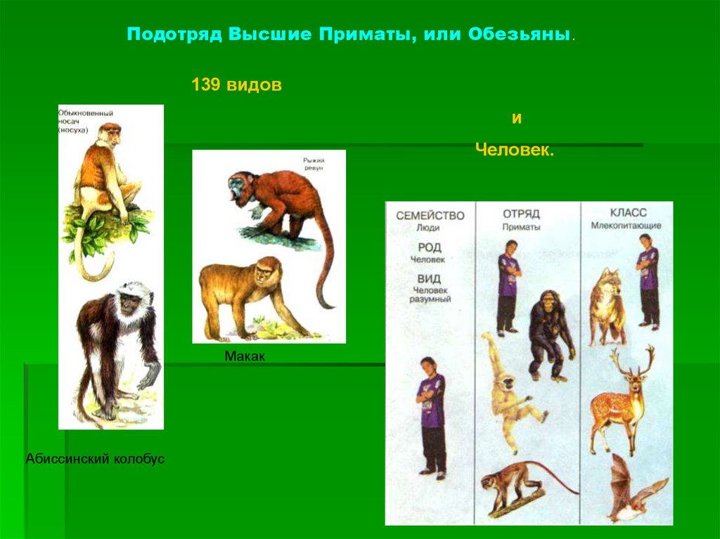 Признаки позволяющие отнести человека к млекопитающим. Высшие приматы представители. Человек класс млекопитающие. Класс млекопитающие отряд приматы. Подотряд высшие приматы или обезьяны.