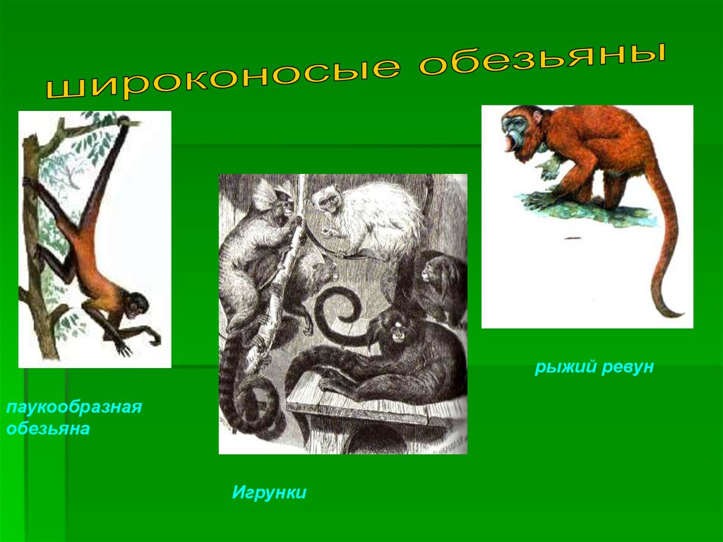 Отряд обезьян биология. Приматы биология 8 класс. Паукообразные обезьяны слайд. Паукообразные обезьяны рыжий Ревун.