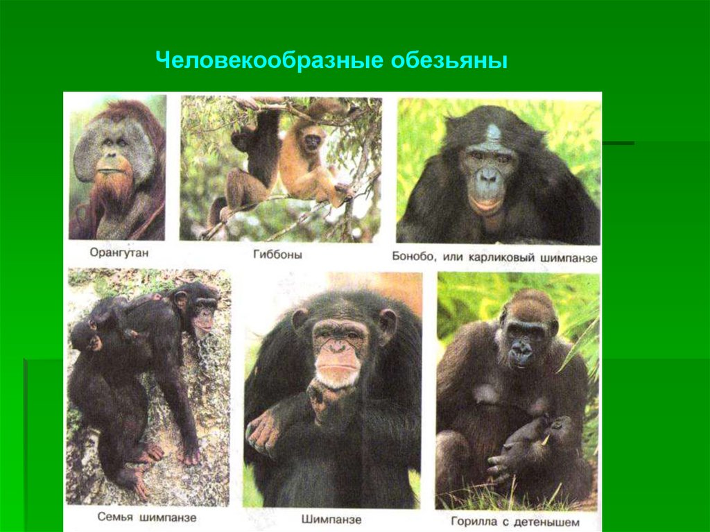 Перечислите человекообразных обезьян. Человекообразные обезьяны. Человекообразные обезьяны виды. Среда обитания шимпанзе. Человекообразные обезьяны человекообразные обезьяны.