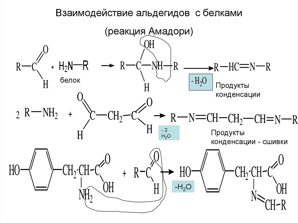 Взаимодействие альдегидов с белками (реакция Амадори)