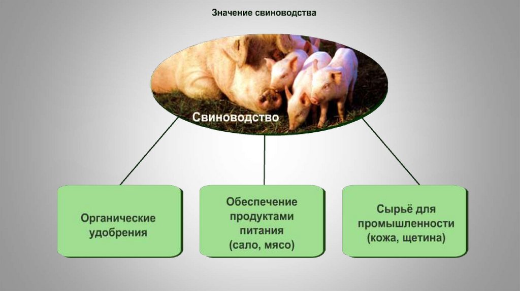 Презентация по теме сельскохозяйственные животные