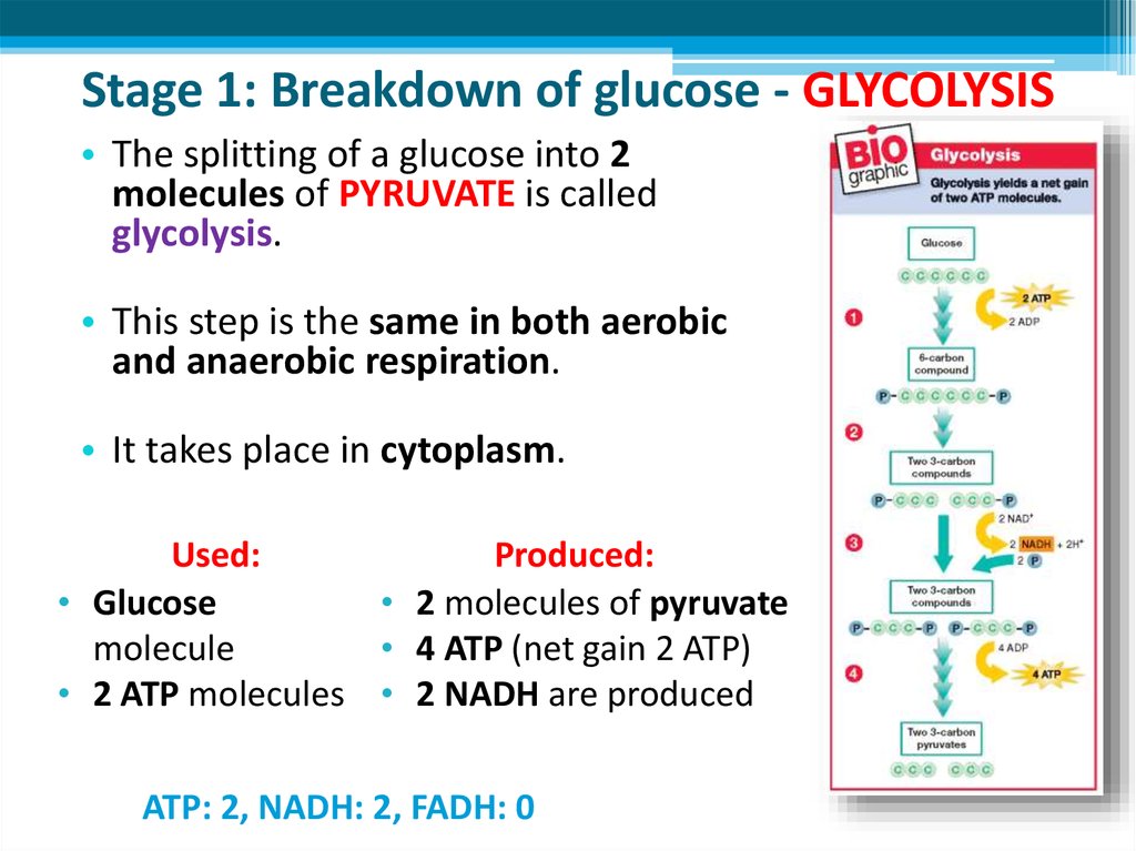 Stage 1: Breakdown of glucose - GLYCOLYSIS