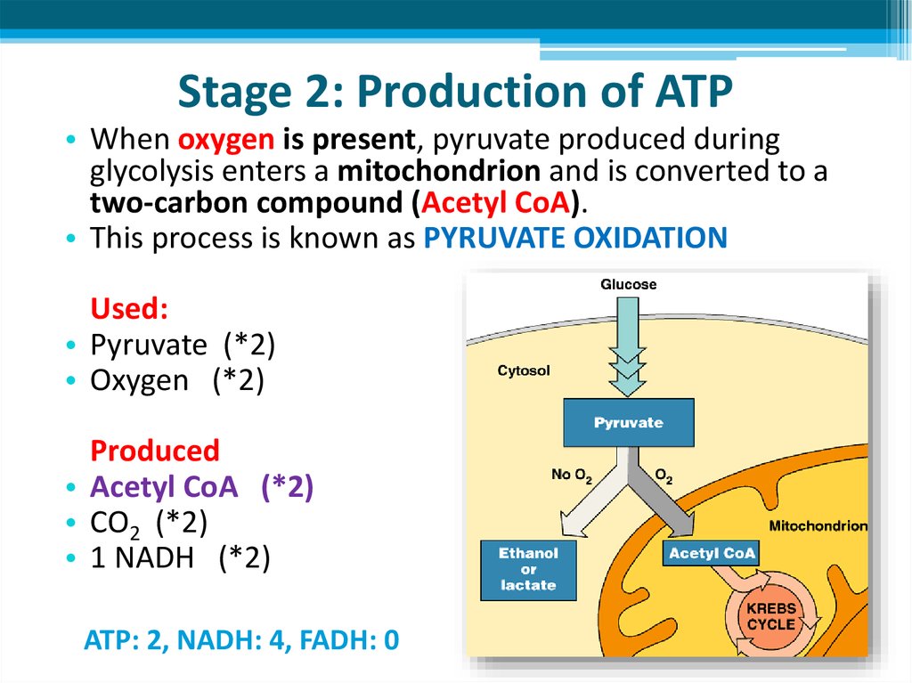 Cellular Respiration Online Presentation