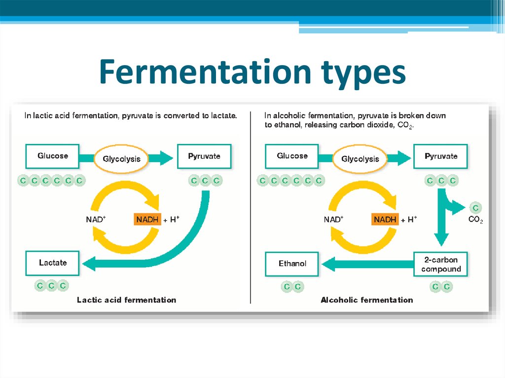 Fermentation types