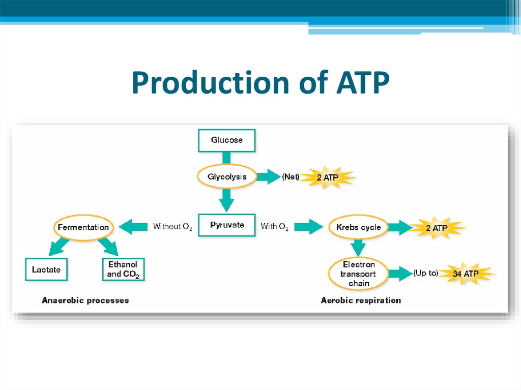 which term describes atp production
