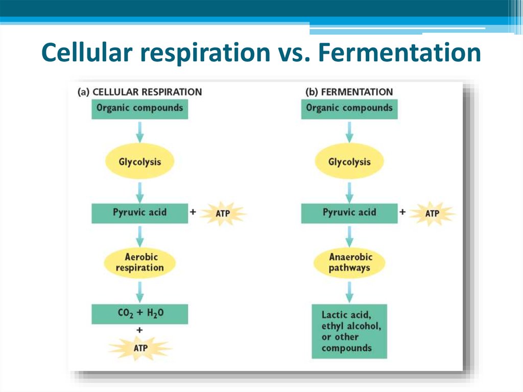 Cellular respiration vs. Fermentation