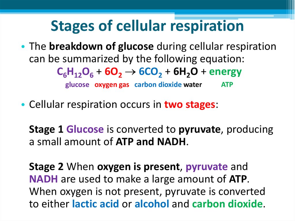 Cellular Respiration Online Presentation