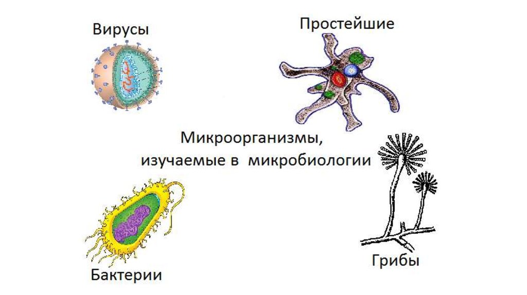 Микробиология презентация на тему грибы