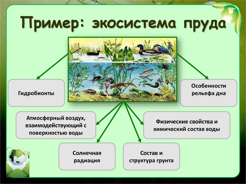 Пример: экосистема пруда
