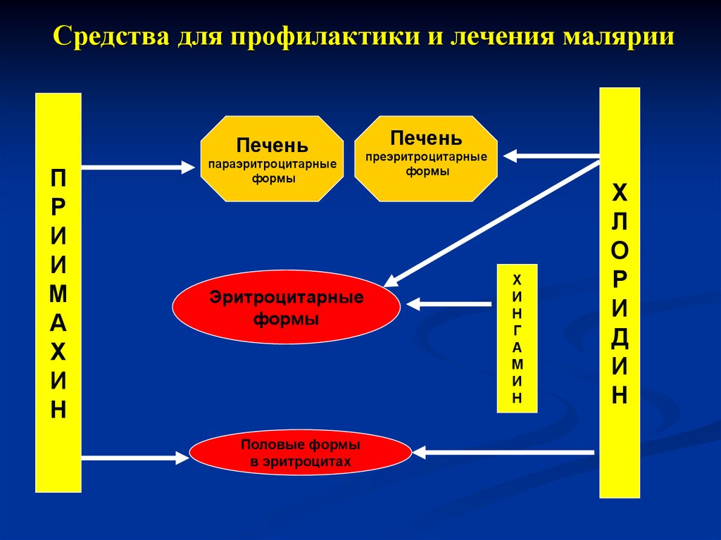 Антипротозойные средства презентация