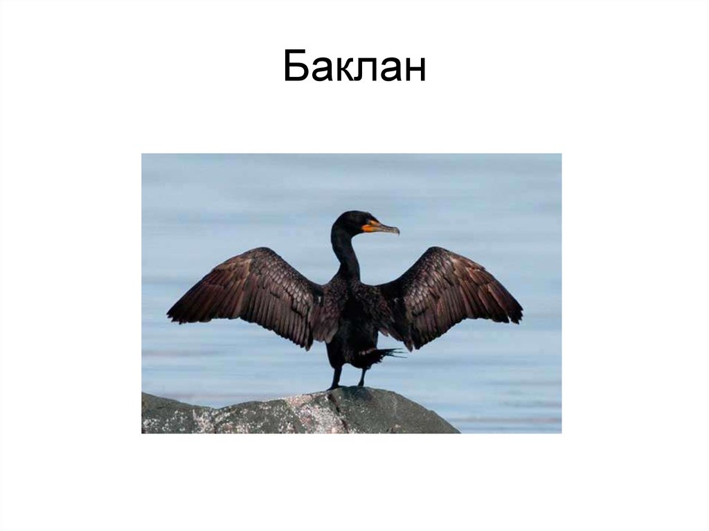 Баклан жаргон. Баклан. Баклан птица. Баклан презентация. Птицы на Байкале черные.