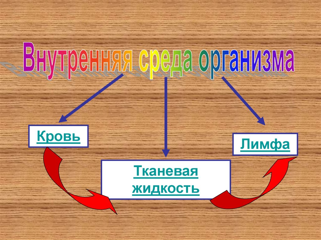 Внутренняя среда организма человека презентация