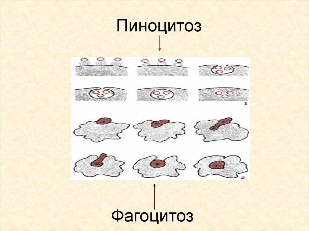 Фагоцитоз захват клеткой. Схема фагоцитоза и пиноцитоза. Фагоцитоз и пиноцитоз. Пиноцитоз схема. Пиноцитоз процесс.