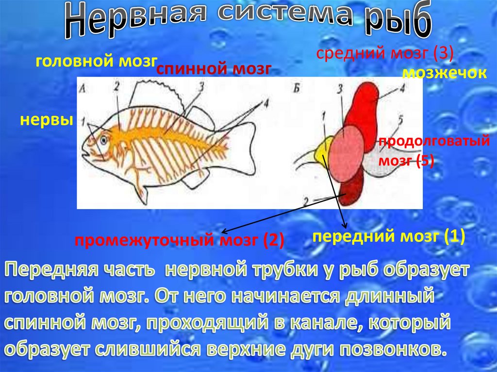 Жизнедеятельность рыб. Строение нервной системы костных рыб. Нервная система костной рыбы 7 класс. Нервная система костных рыб схема. Нервная система костной рыбы рис 116.