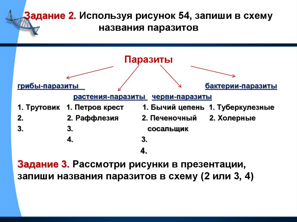 Схема паразитарной системы