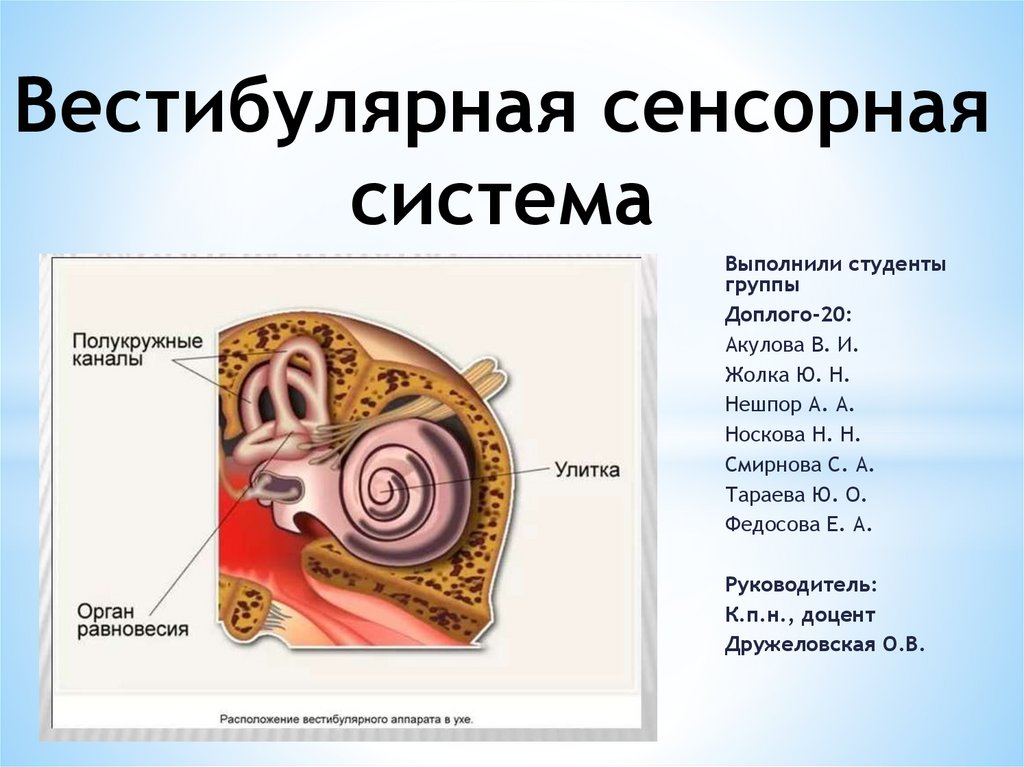 Слуховая и вестибулярная сенсорная система презентация