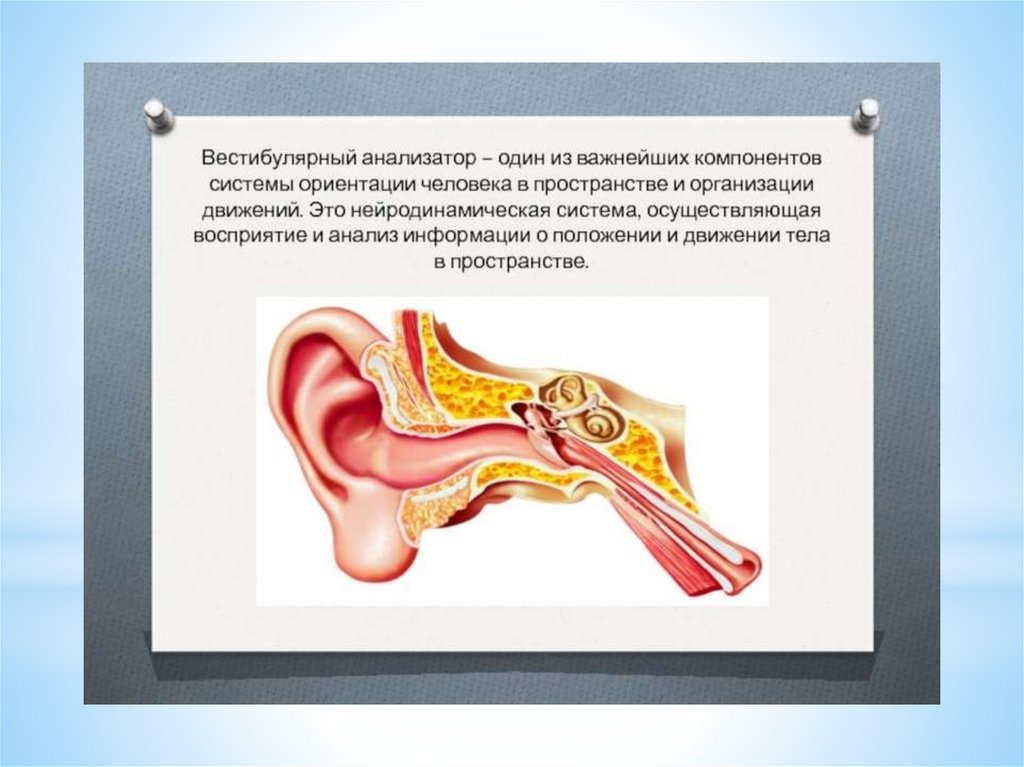 Слуховой и вестибулярный анализаторы 8 класс презентация