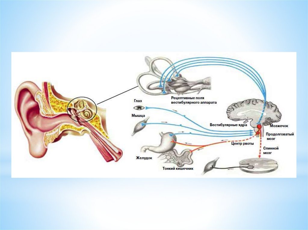 Слуховая и вестибулярная сенсорная система презентация