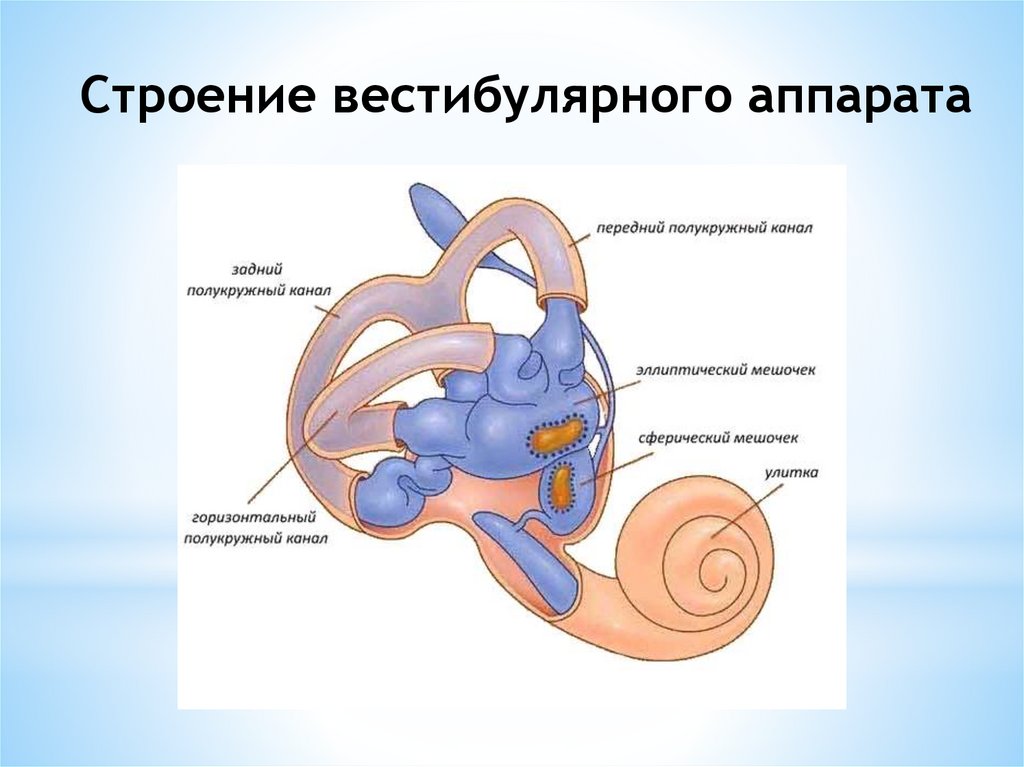 Вестибулярный аппарат рисунок строение