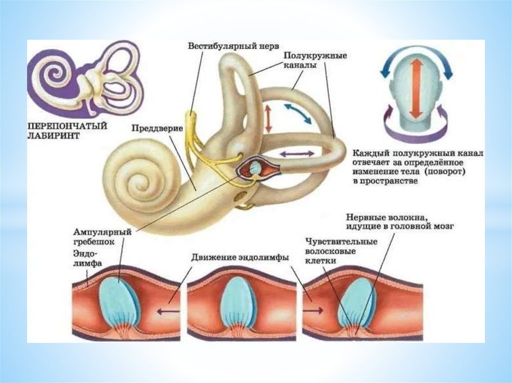 Схема работы вестибулярного аппарата