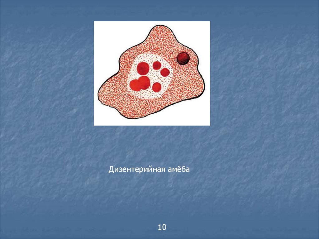 Дизентерийная амеба. Дизентерийная амеба строение. Дизентерийная амеба (Entamoeba histolytica). Дизентерийная амеба рисунок.