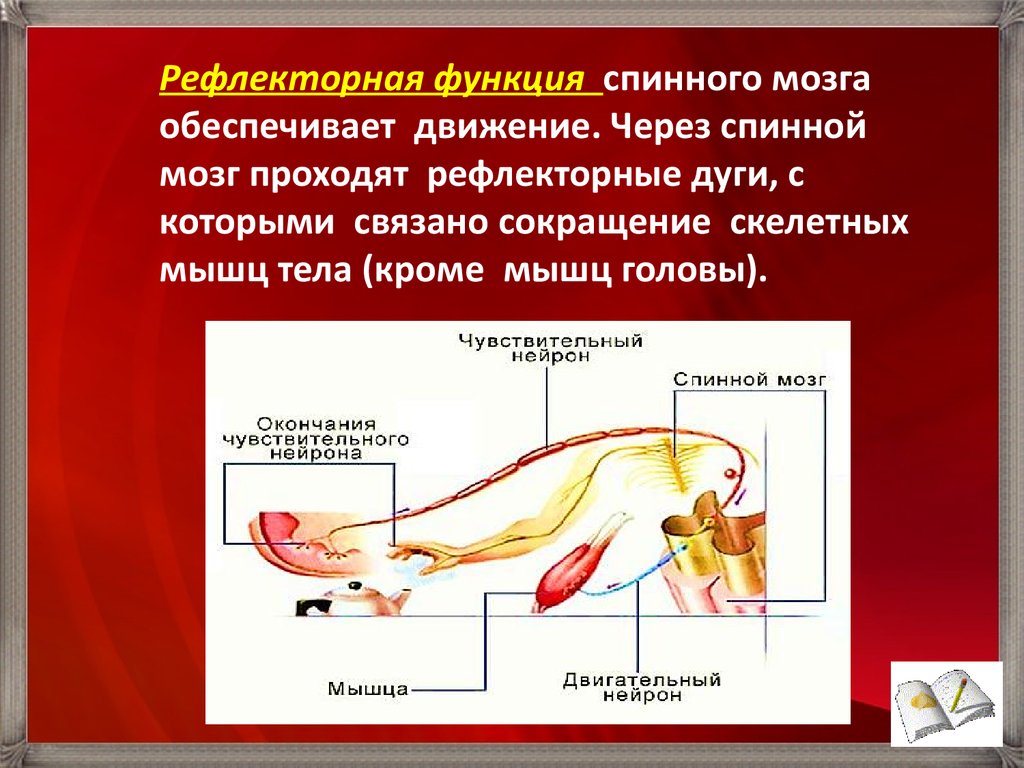 Тест биология спинной мозг